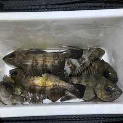 初釣りはメバリング