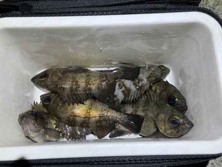 初釣りはメバリング