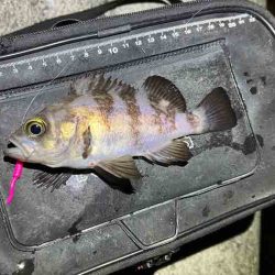 激渋ながらもメバル２０UPゲット