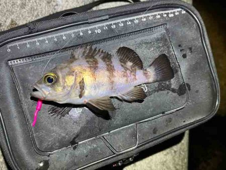 激渋ながらもメバル２０UPゲット