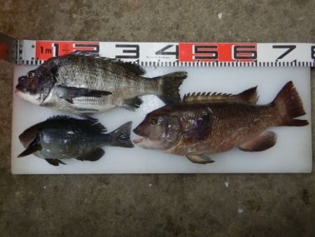 のとじま臨海公園海づりセンター 釣果