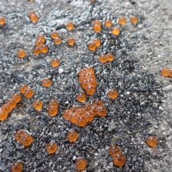 フィッシングレイクたかみや 釣果