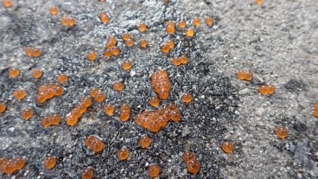 フィッシングレイクたかみや 釣果