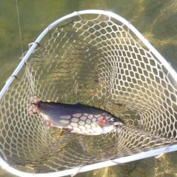 フィッシングレイクたかみや 釣果