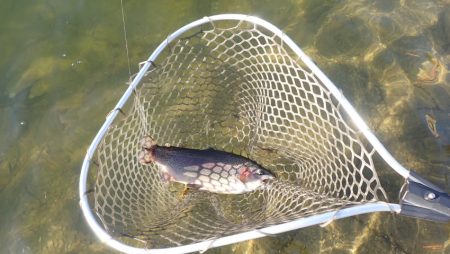 フィッシングレイクたかみや 釣果