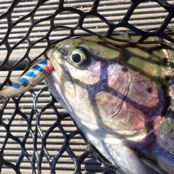 フィッシングレイクたかみや 釣果