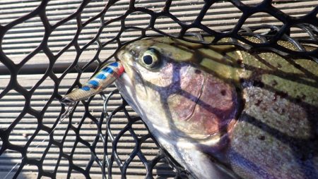 フィッシングレイクたかみや 釣果