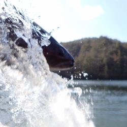 フィッシングレイクたかみや 釣果