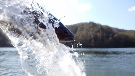 フィッシングレイクたかみや 釣果