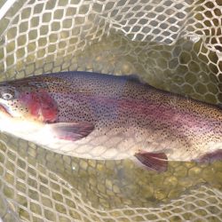 フィッシングレイクたかみや 釣果