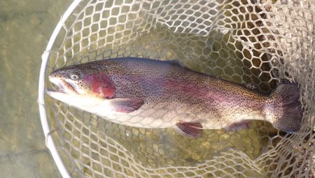 フィッシングレイクたかみや 釣果