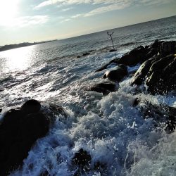 フカセ‥釣れないですネ・・