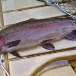 フィッシングレイクたかみや 釣果