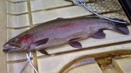 フィッシングレイクたかみや 釣果