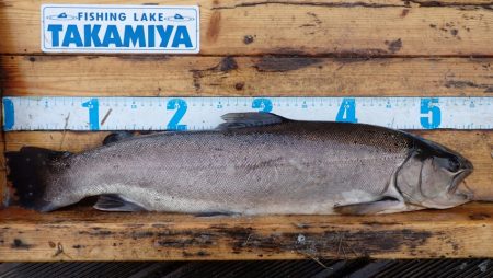 フィッシングレイクたかみや 釣果
