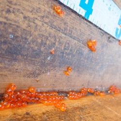 フィッシングレイクたかみや 釣果