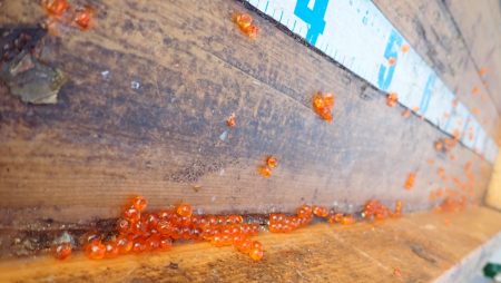 フィッシングレイクたかみや 釣果