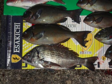 栄丸 釣果