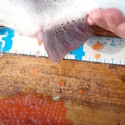 フィッシングレイクたかみや 釣果