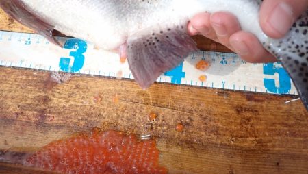 フィッシングレイクたかみや 釣果