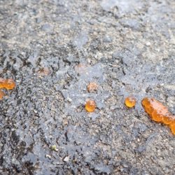 フィッシングレイクたかみや 釣果