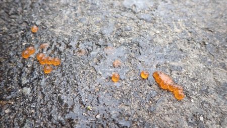 フィッシングレイクたかみや 釣果