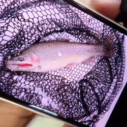 フィッシングレイクたかみや 釣果