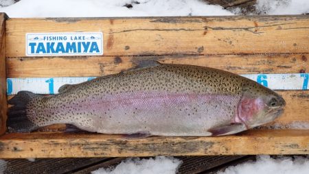 フィッシングレイクたかみや 釣果