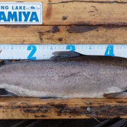 フィッシングレイクたかみや 釣果