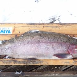 フィッシングレイクたかみや 釣果