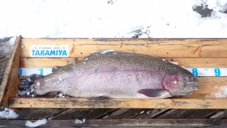 フィッシングレイクたかみや 釣果