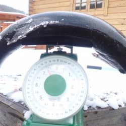 フィッシングレイクたかみや 釣果