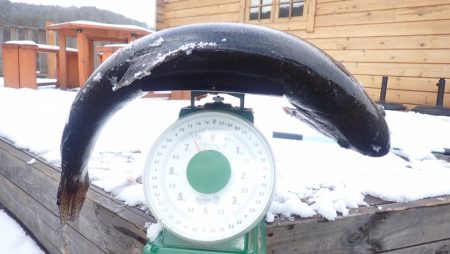 フィッシングレイクたかみや 釣果