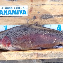 フィッシングレイクたかみや 釣果