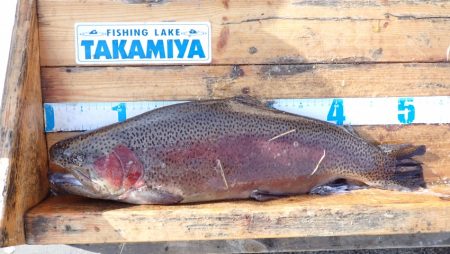 フィッシングレイクたかみや 釣果