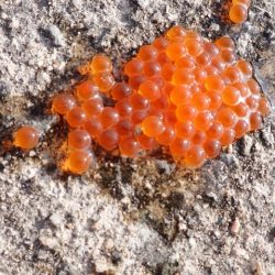 フィッシングレイクたかみや 釣果