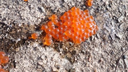 フィッシングレイクたかみや 釣果