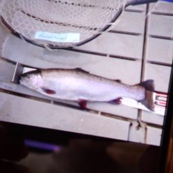 フィッシングレイクたかみや 釣果