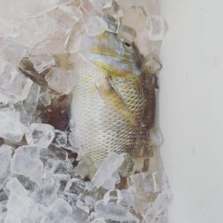 本部釣りイカダ 釣果