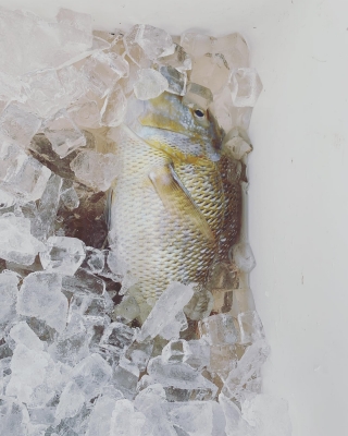 本部釣りイカダ 釣果