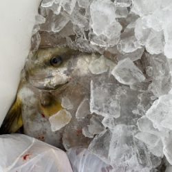 本部釣りイカダ 釣果
