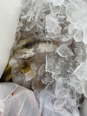 本部釣りイカダ 釣果