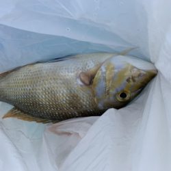 本部釣りイカダ 釣果