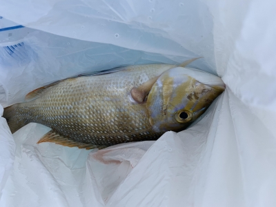 本部釣りイカダ 釣果