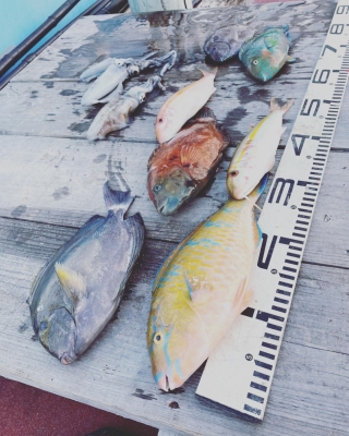 本部釣りイカダ 釣果