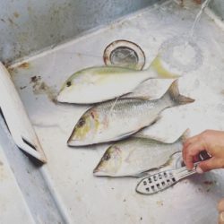 本部釣りイカダ 釣果