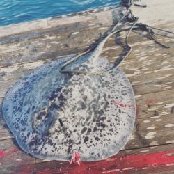 本部釣りイカダ 釣果