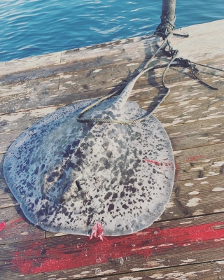 本部釣りイカダ 釣果