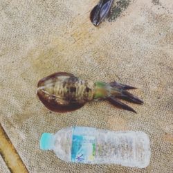 本部釣りイカダ 釣果