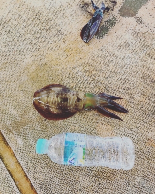 本部釣りイカダ 釣果